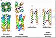 De novo design of protein structure and function with RFdiffusio